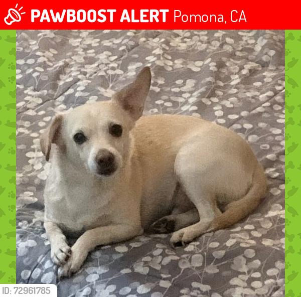 Lost Male Dog last seen Wilson St and Myrtle or Currier, Pomona, CA 91768