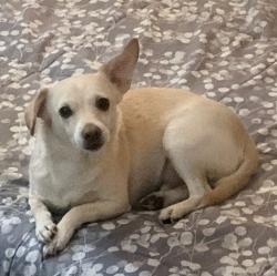 Lost Male Dog last seen Wilson St and Myrtle, Pomona, CA 91768