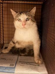 Shelter Stray Unknown Cat last seen Near Ed Acklin Road, MANOR, TX, 78653, Austin, TX 78702