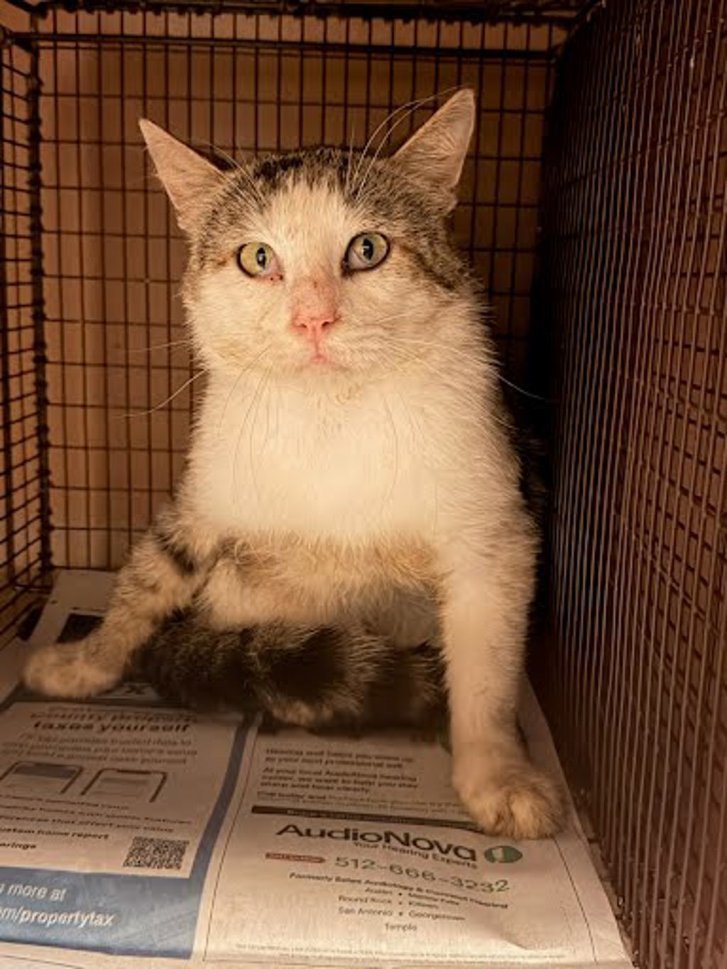 Shelter Stray Unknown Cat last seen Near Ed Acklin Road, MANOR, TX, 78653, Austin, TX 78702