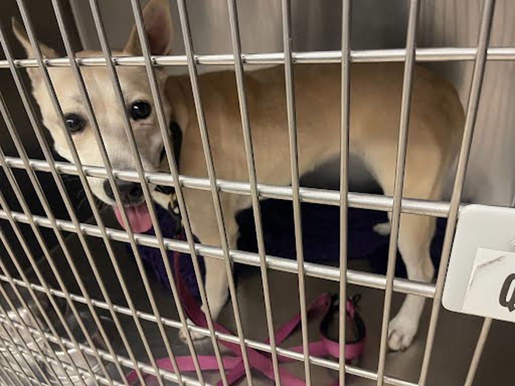 Shelter Stray Unknown Dog last seen Near Minturn Lane, AUSTIN, TX, 78748, Austin, TX 78702