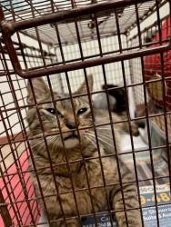 Shelter Stray Female Cat last seen Near Daniel Alexander Way, AUSTIN, TX, 78744, Austin, TX 78702
