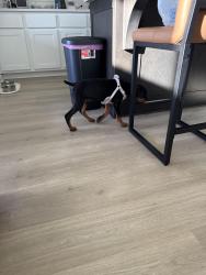 Reunited Female Dog last seen Billowing way , Kyle, TX 78640