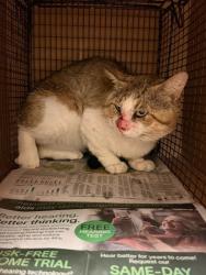 Shelter Stray Male Cat last seen Near Cripple Creek Drive, AUSTIN, TX, 78758, Austin, TX 78702