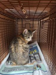 Shelter Stray Female Cat last seen Near Mary Street, DEL VALLE, TX, 78617, Austin, TX 78702