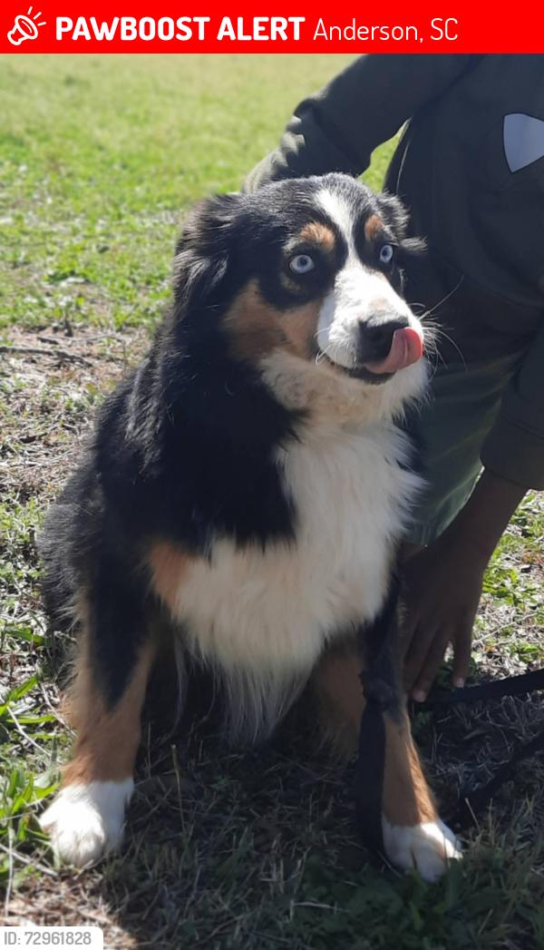 Lost Female Dog last seen Mclees Elementary School, Anderson, SC 29626