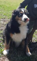 Lost Female Dog last seen Mclees Elementary School, Anderson, SC 29626