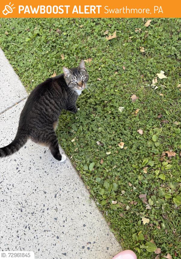 Found/Stray Unknown Cat last seen SRS school , Swarthmore, PA 19081