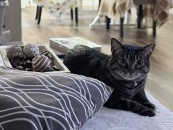 Lost Male Cat last seen E Village Green Cir , Citrus County, FL 34450