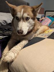 Reunited Female Dog last seen Southern and Unser, Rio Rancho, NM 87124