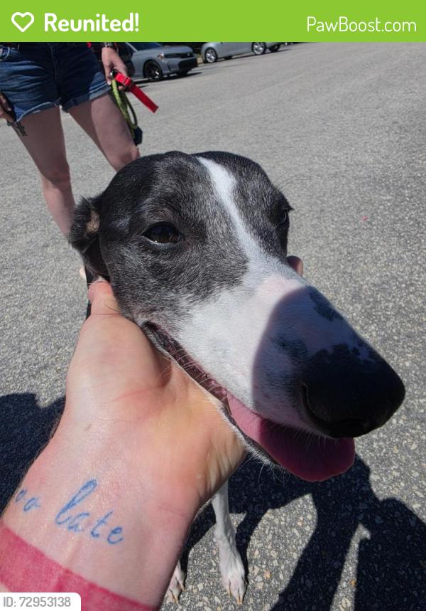 Reunited Male Dog last seen Countey Club Road, Fayetteville, NC 28301