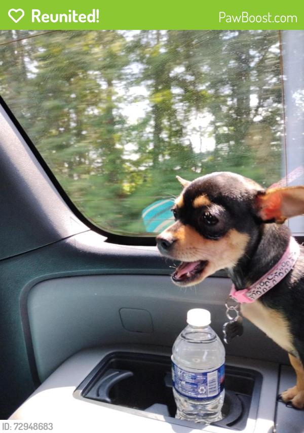 Reunited Female Dog last seen Raven glass., Waldorf, MD 20602
