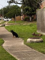 Found/Stray Unknown Dog last seen Presidents Dr S and Almond Lake Dr, Houston, TX 77047
