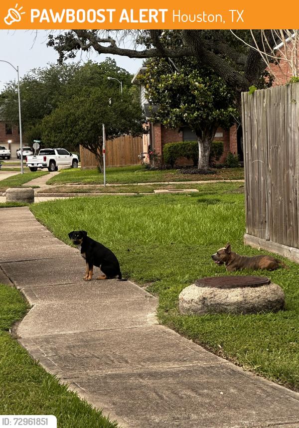 Found/Stray Unknown Dog last seen Presidents Dr S and Almond Lake Dr, Houston, TX 77047