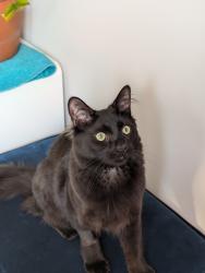 Lost Male Cat last seen Strawberry Lane and Grant Road , Enfield, CT 06082