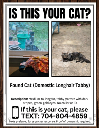 Found/Stray Unknown Cat last seen woods end lane, Charlotte, NC 28277