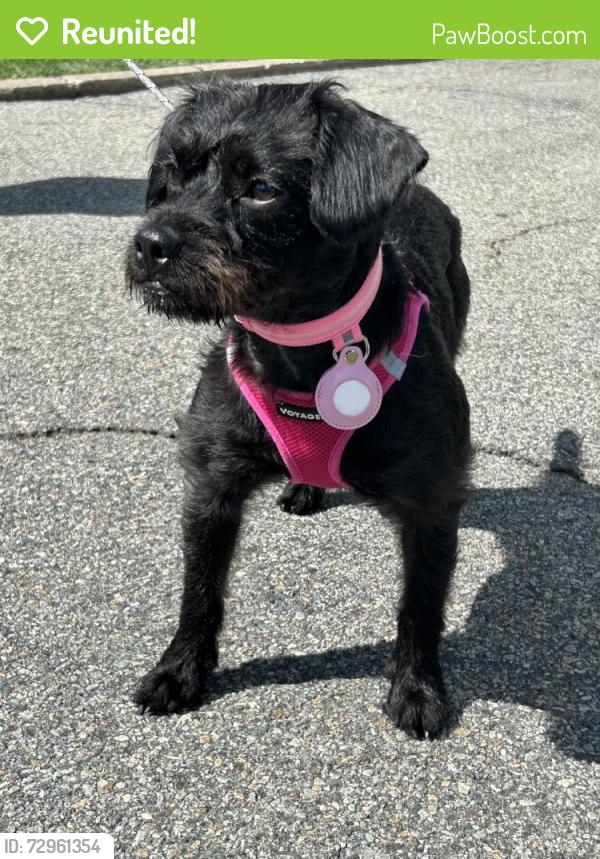 Reunited Female Dog last seen Lathrop Ave, Boonton, NJ 07005, USA, Boonton, NJ 07005