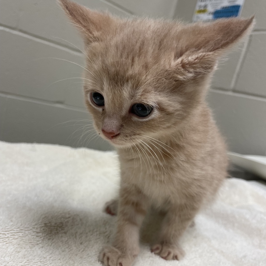 Shelter Stray Male Cat last seen , 54687 Co Rd 19, Bristol, IN 46507, USA