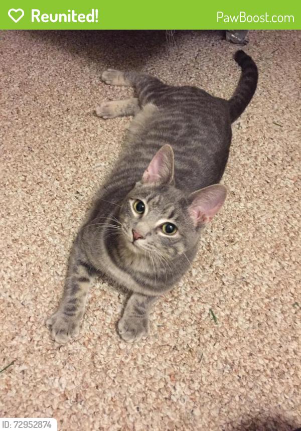 Reunited Female Cat last seen Near cardinal ave west sand lake NY, West Sand Lake, NY 12196