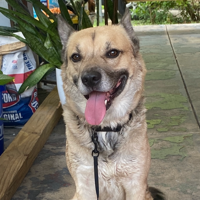 Shelter Stray Male Dog last seen , Memphis, TN 38133