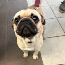 Shelter Stray Male Dog last seen , Columbus, GA 31907