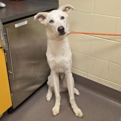 Shelter Stray Male Dog last seen , Norman, OK 73072