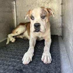 Shelter Stray Male Dog last seen , Edinburg, TX 78539