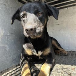 Shelter Stray Male Dog last seen , Edinburg, TX 78539