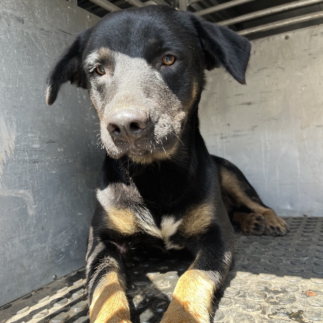 Shelter Stray Male Dog last seen , Edinburg, TX 78539