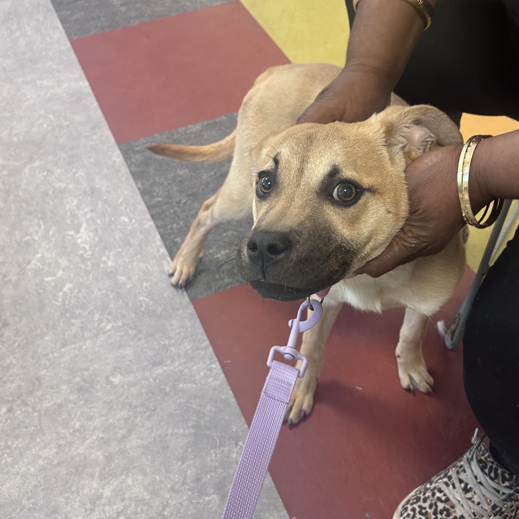 Shelter Stray Female Dog last seen , Philadelphia, PA 19140
