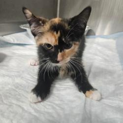 Shelter Stray Female Cat last seen , Greensboro, NC 27409