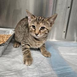 Shelter Stray Female Cat last seen , Greensboro, NC 27409