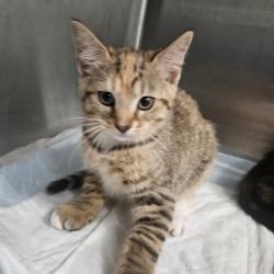 Shelter Stray Male Cat last seen , Greensboro, NC 27409