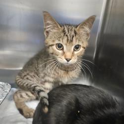 Shelter Stray Female Cat last seen , Greensboro, NC 27409