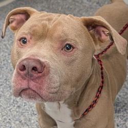Shelter Stray Male Dog last seen , Greenville, SC 29609