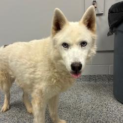 Shelter Stray Male Dog last seen , Greenville, SC 29609