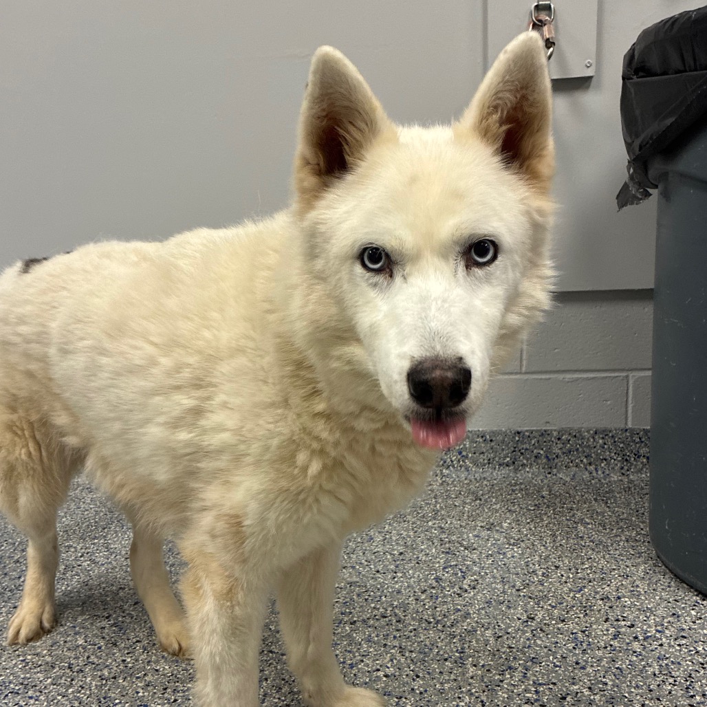 Shelter Stray Male Dog last seen , Greenville, SC 29609