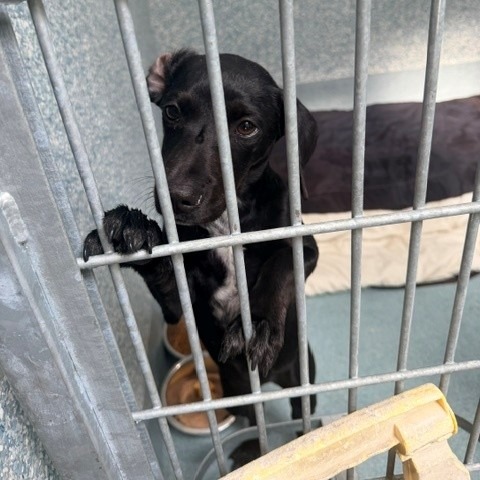Shelter Stray Female Dog last seen , Hawthorne, CA 90250