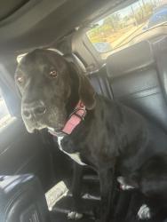Found/Stray Male Dog last seen Bernardin drive and Fairfield , Palmdale, CA 93550