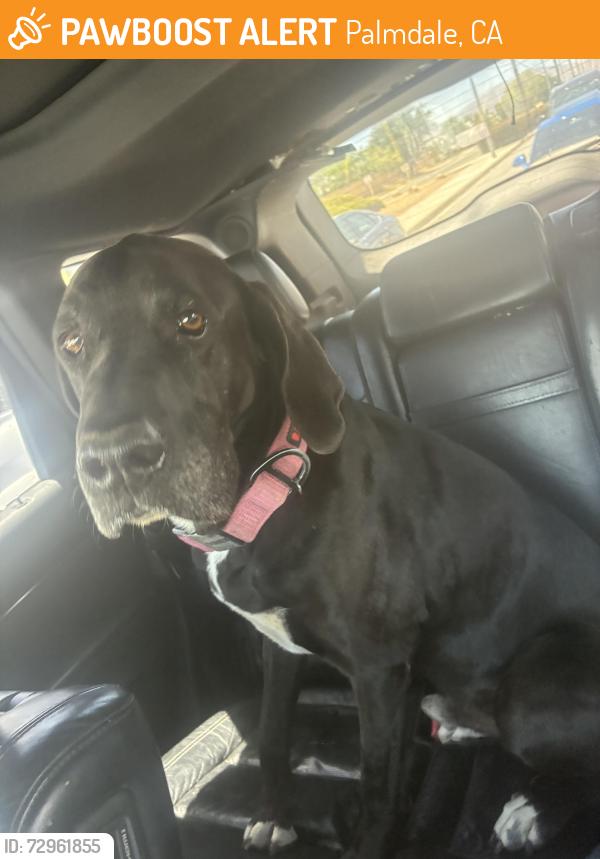 Found/Stray Male Dog last seen Bernardin drive and Fairfield , Palmdale, CA 93550
