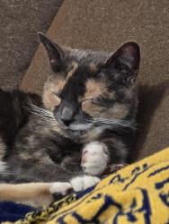 Lost Unknown Cat last seen Britton and Andover, The Village, OK 73120