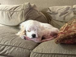 Found/Stray Male Dog last seen Arcadia Pl. at Marion Dr. , Terrell Hills, TX 78209