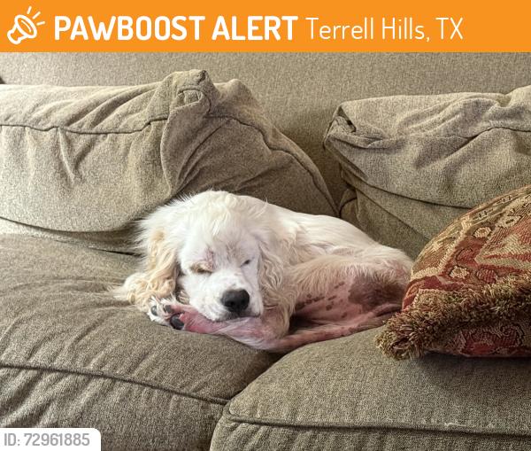 Found/Stray Male Dog last seen Arcadia Pl. at Marion Dr., Terrell Hills, TX 78209