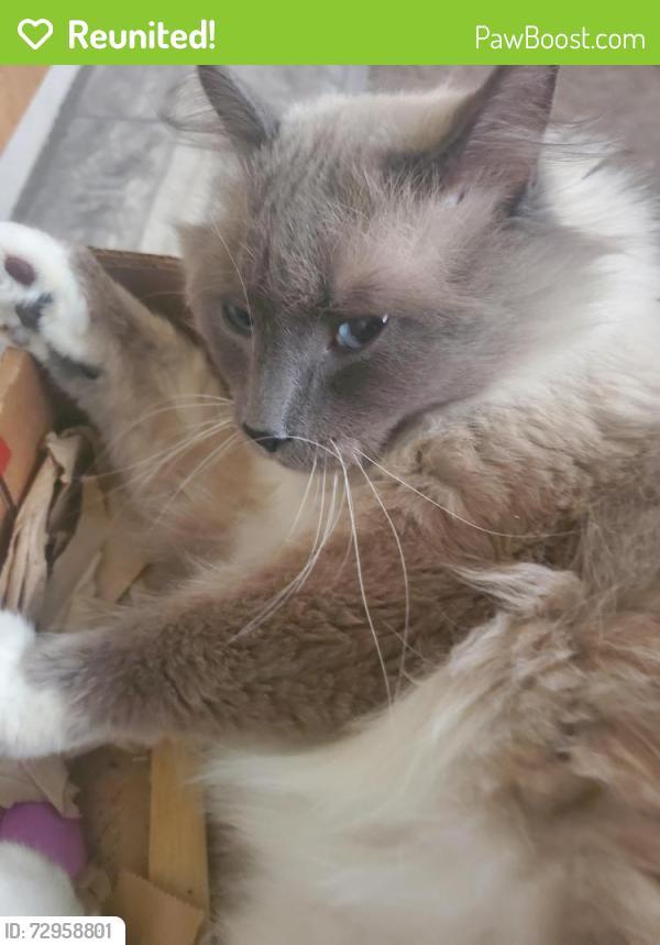 Reunited Male Cat last seen boulevard del campo. sylvia ct is a cul de sac, San Luis Obispo, CA 93401