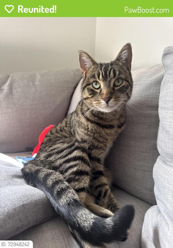 Reunited Male Cat last seen Near east 900 south, Salt Lake City, UT 84105