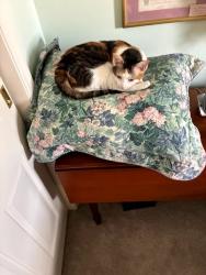 Lost Female Cat last seen Hillside Dr north of Russ Rd, Greenville OH, Greenville, OH 45331
