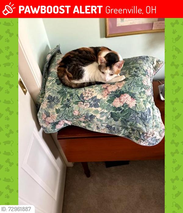 Lost Female Cat last seen Hillside Dr north of Russ Rd, Greenville OH, Greenville, OH 45331