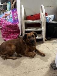 Reunited Female Dog last seen Fort Henry, Kingsport, TN 37663