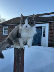 Lost Female Cat last seen Kimbrook, Liverpool, NY 13090