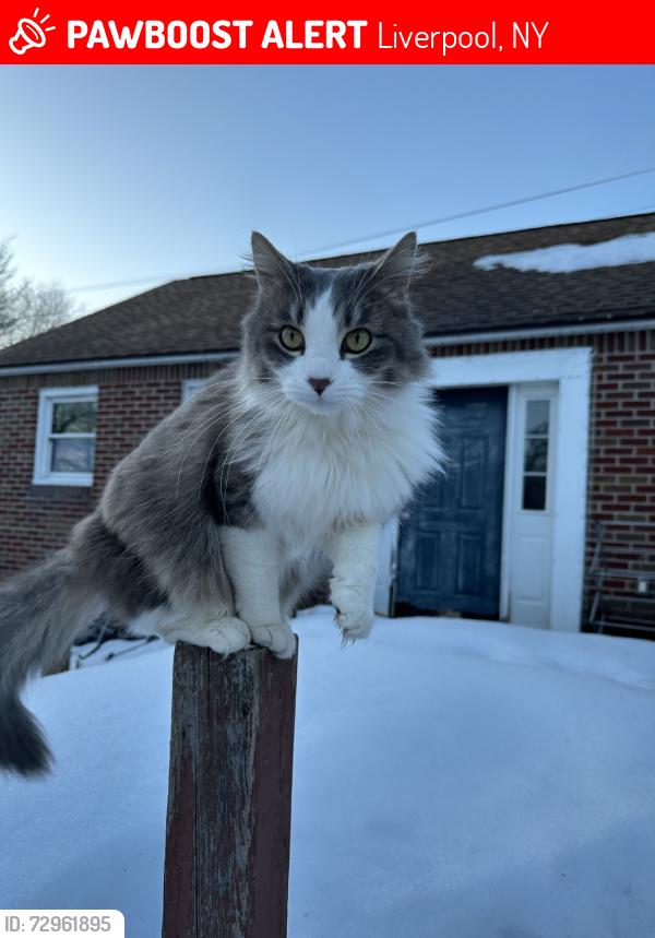 Lost Female Cat last seen Kimbrook, Liverpool, NY 13090
